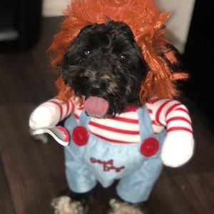 Meet your Posher, Louie